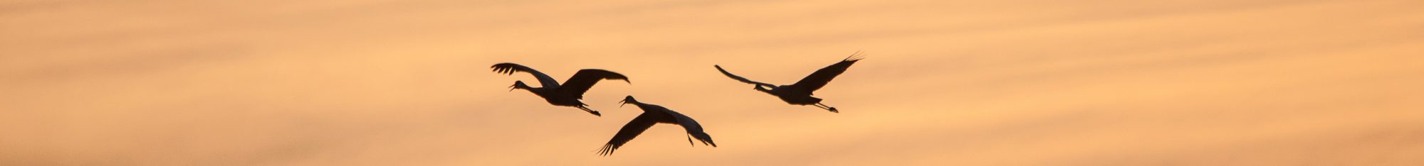 Image bandeau News Qi Gong Nature